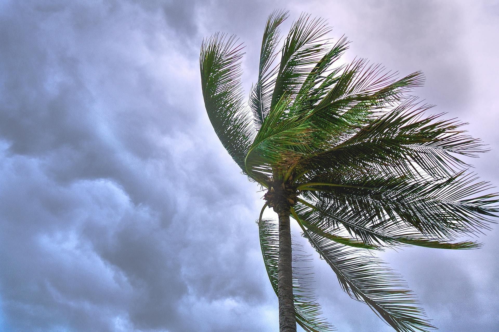 After the storm, Diane's friends failed to reach her by phone (Image via Pexels)